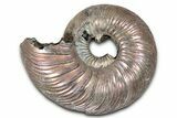 Iridescent, Pyritized Ammonite (Quenstedticeras) Fossil - Russia #336220-1